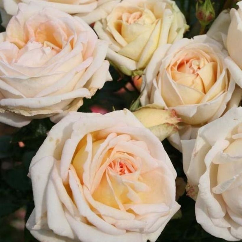 Rosier Parfuma Madame Anisette / Mme de La Vallière (Floraison)