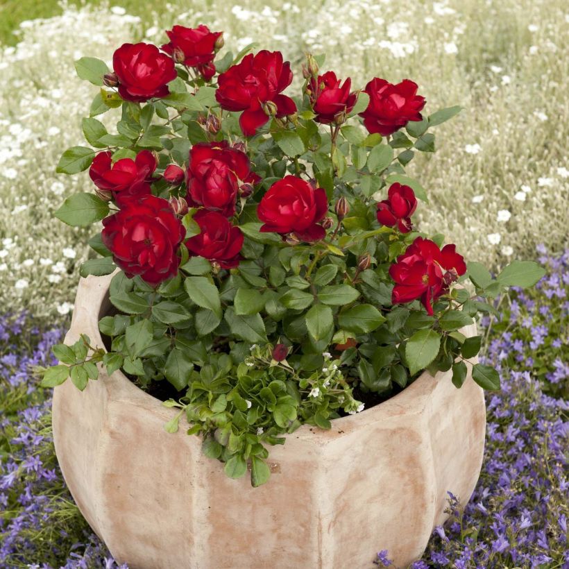 Rosier Patio Rose Milano (Port)