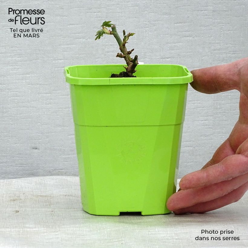 Spécimen de Rosier Parfuma Catherine de Medicis Pot de 3L/4L tel que livré en hiver