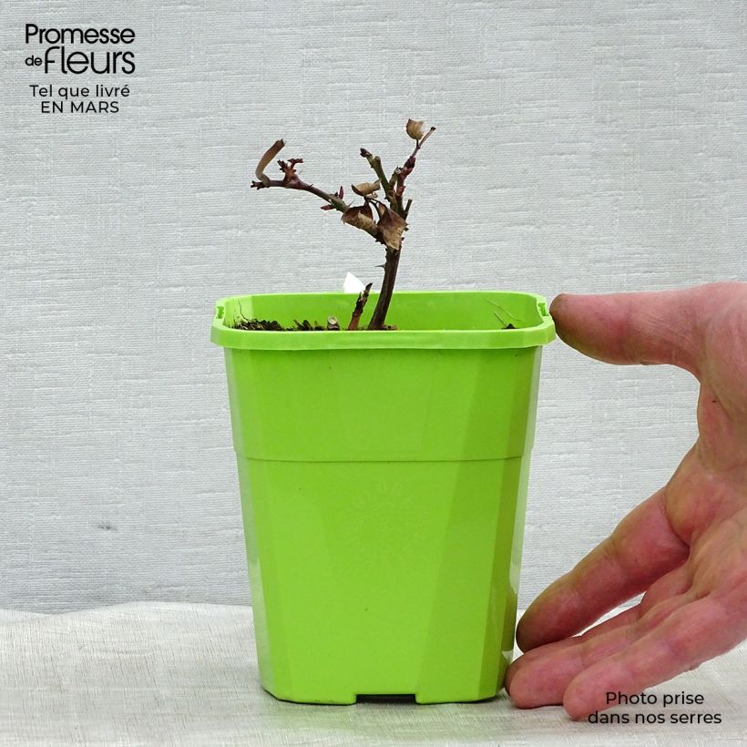 Amostra de Roseira perfumada Grande Duchesse Louise Vaso de 4 L/5 L tal como entregue na primavera