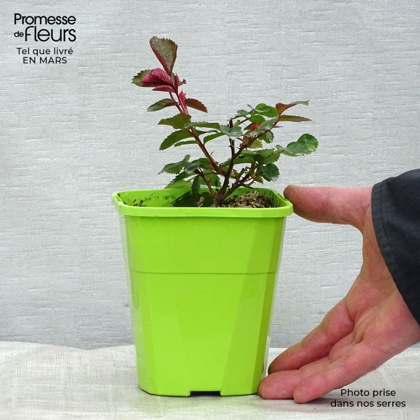 Spécimen de Rosier Patio Rose Impala Pot de 3L/4L tel que livré au printemps