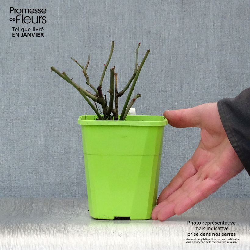 Spécimen de Rosier Patio Rose Milano Pot de 1,5L/2L tel que livré en hiver