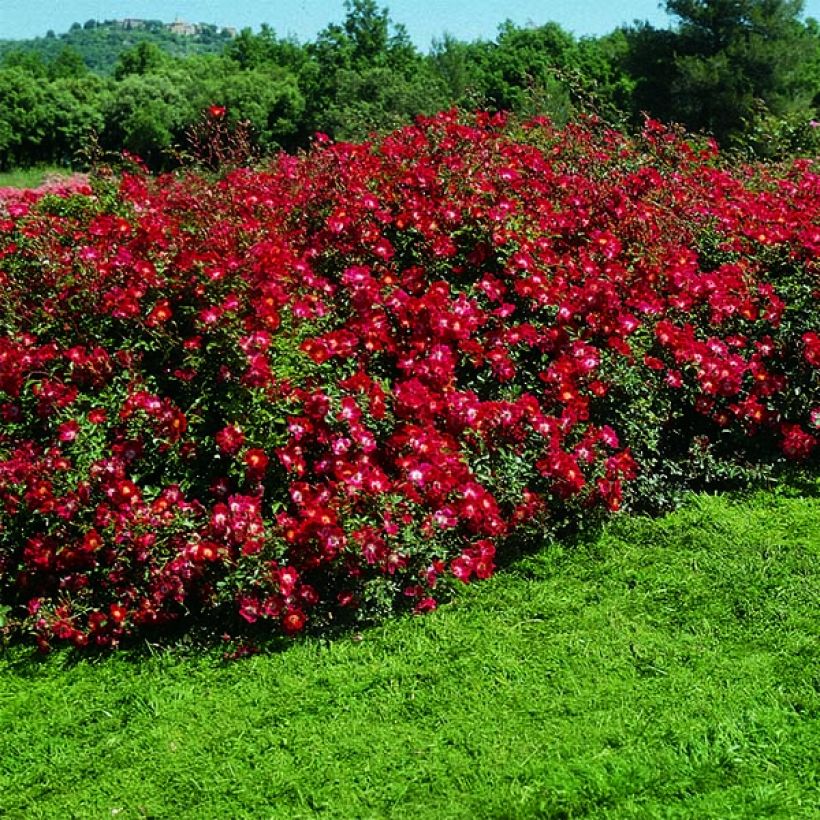 Rosier arbustif Rouge Meillandécor (Port)