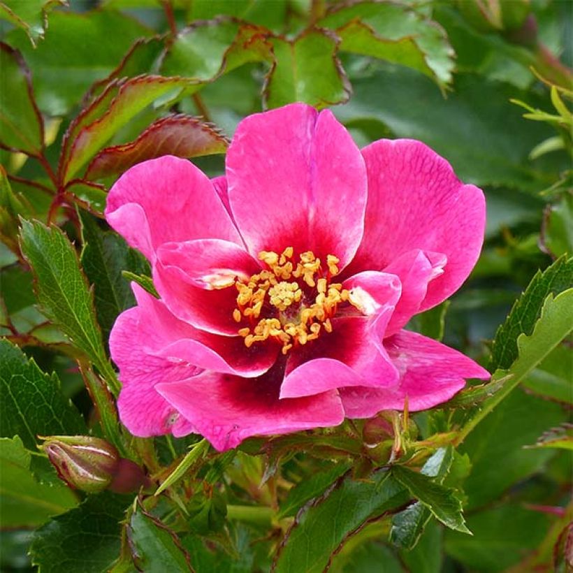 Rosier nain Queen Babylon Eyes (Floraison)