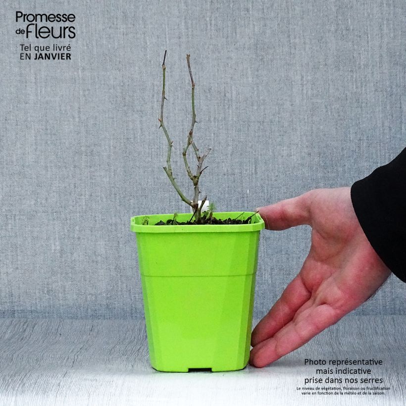 Spécimen de Rosier Rigo Rosen Caracho Pot de 3L/4L tel que livré en hiver
