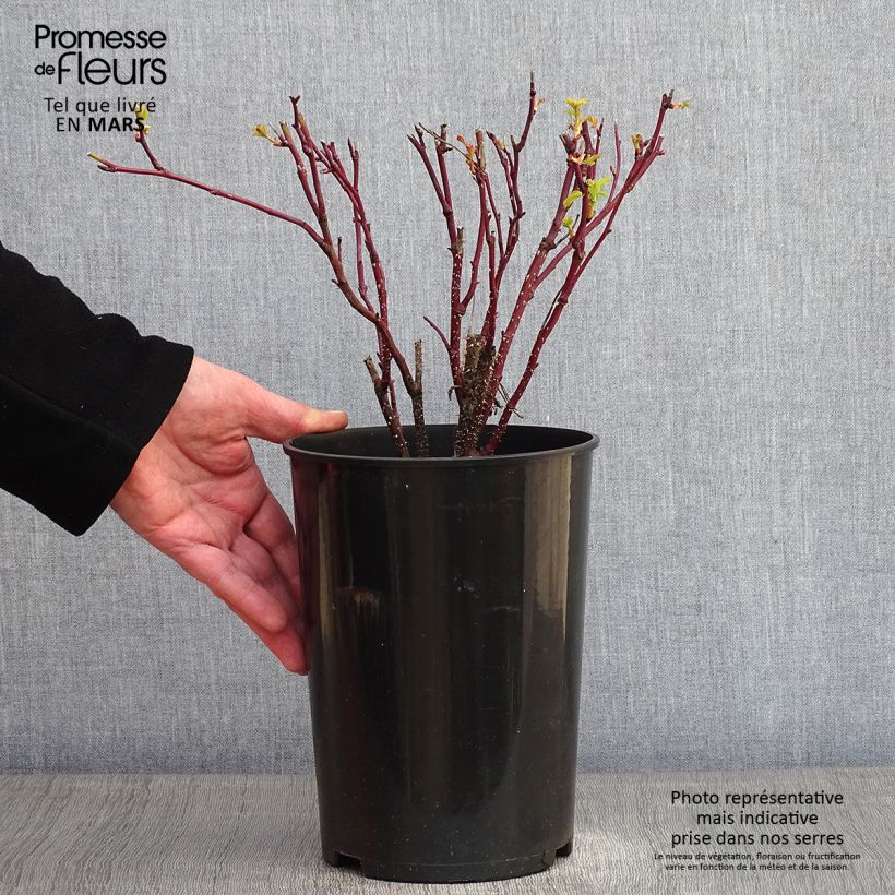 Spécimen de Rosier Rugosa Thérèse Bugnet  Pot de 4L/5L Qualité 2 branches tel que livré en hiver