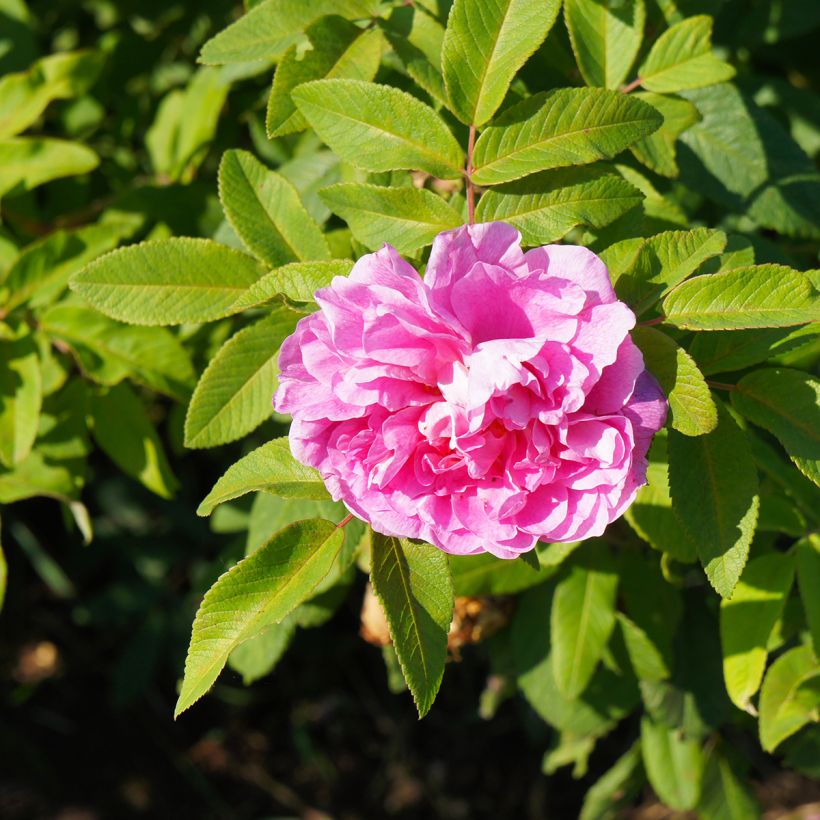 Rosier Rugosa Thérèse Bugnet (Floraison)