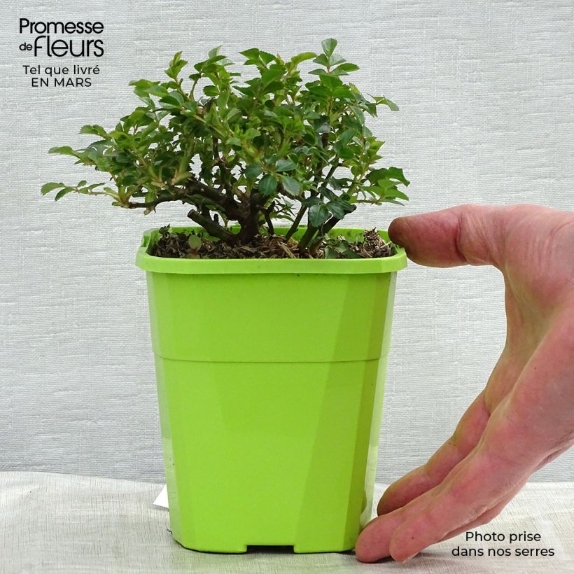 Spécimen de Rosier Sans Contraintes Knirps Pot de 3L/4L tel que livré en hiver
