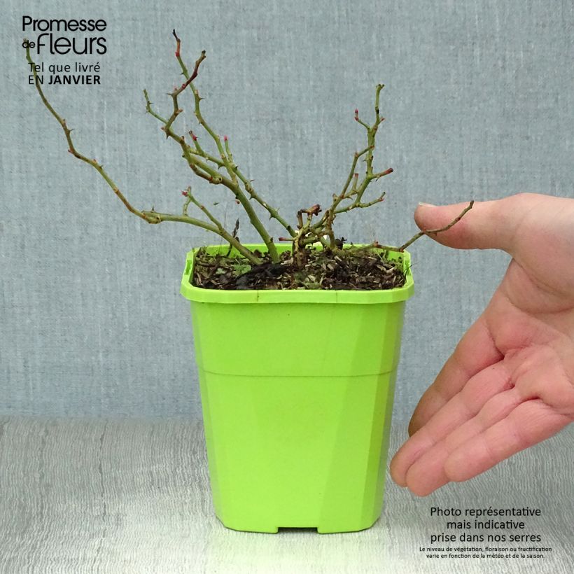 Spécimen de Rosier Sans Contraintes Sweet Knirps Pot de 1,5L/2L tel que livré en hiver