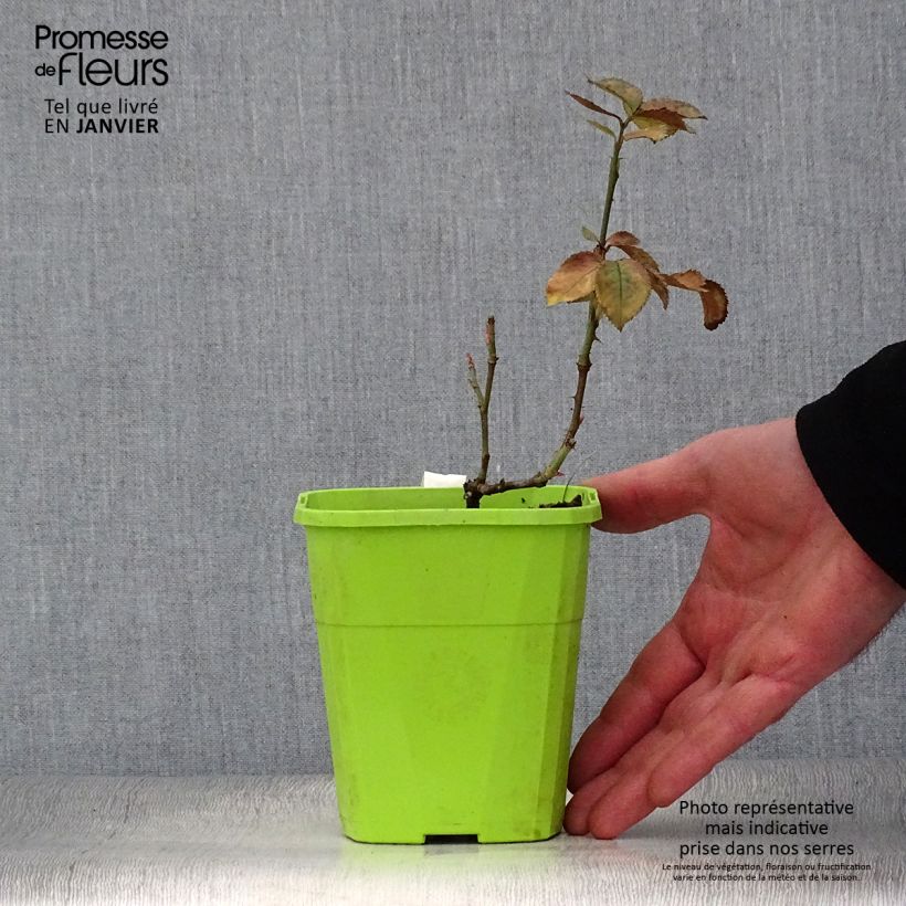 Spécimen de Rosier See You In Pink Pot de 3L/4L tel que livré en hiver