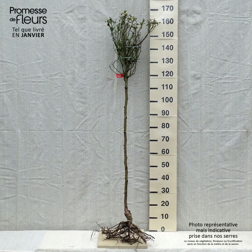 Spécimen de Rosier Tige Décorosiers Isalia Racines nues, Tige, Tige de 70/90 tel que livré en hiver