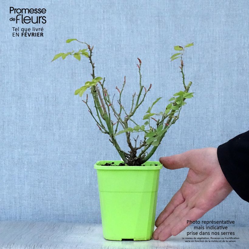 Spécimen de Rosier Urban Streetlight Larissa Pot de 3L/4L tel que livré en hiver