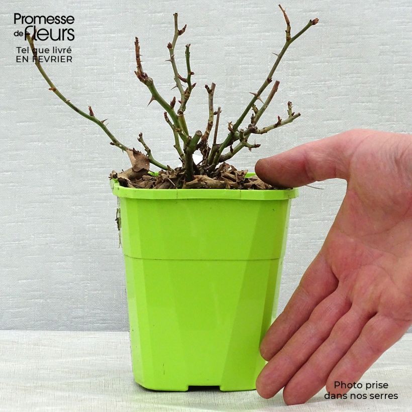 Spécimen de Rosier Urban Streetlight Rekord Cubana Pot de 3L/4L tel que livré en hiver