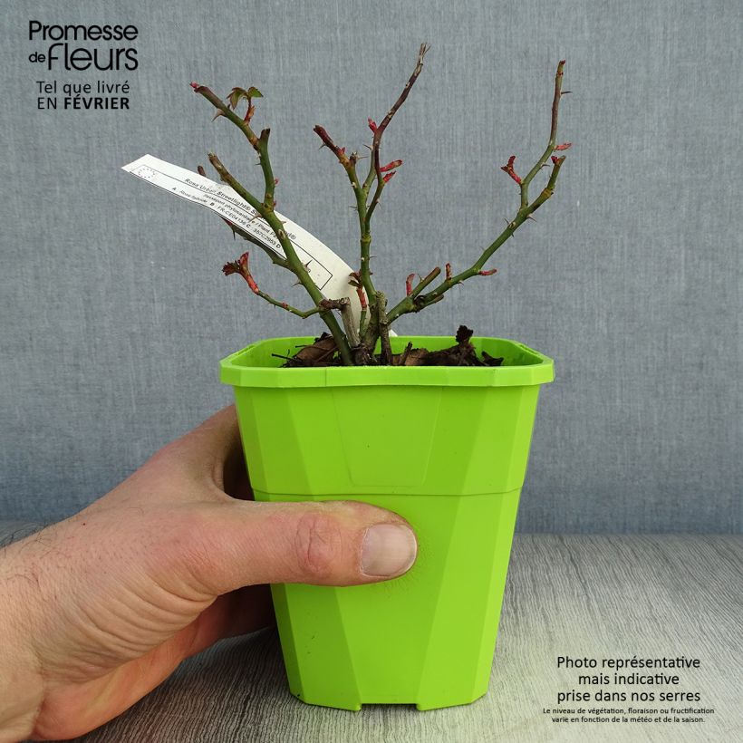 Spécimen de Rosier Urban Streetlight Sommerabend Pot de 3L/4L tel que livré en hiver