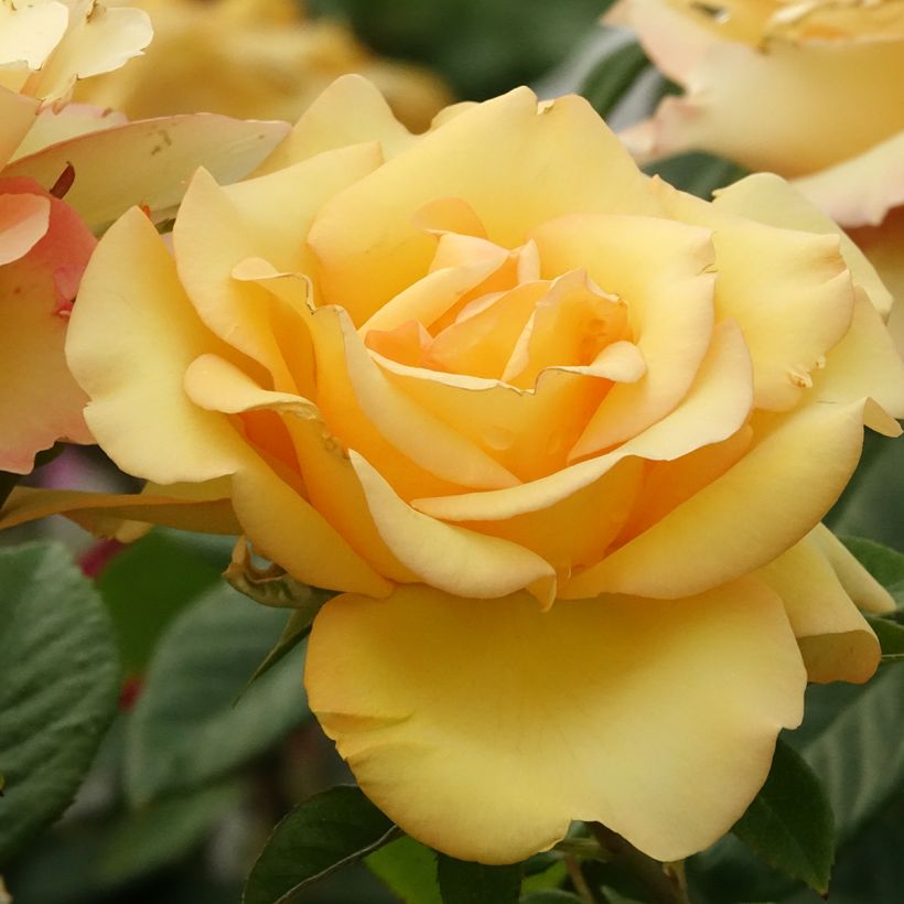 Rosier à grandes fleurs Eureka (Floraison)