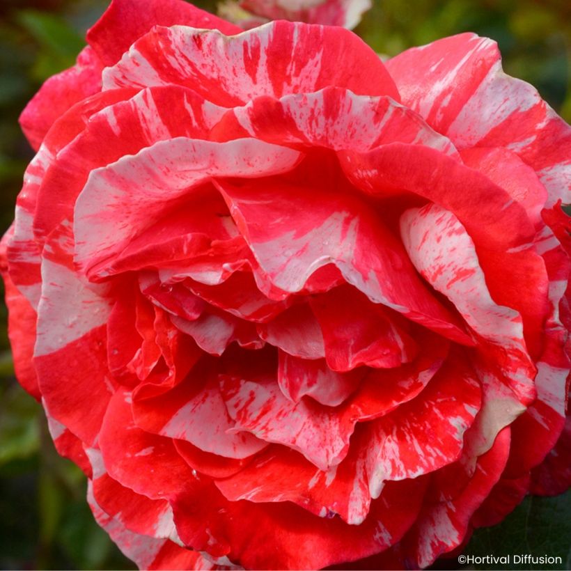 Rosier à fleurs groupées Scentimental Coral (Floraison)
