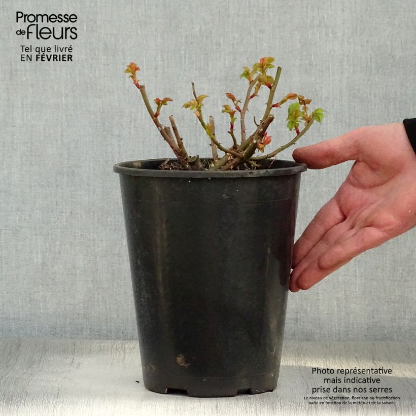 Spécimen de Rosier à fleurs groupées Abracadabra Pot de 3L/4L tel que livré en hiver