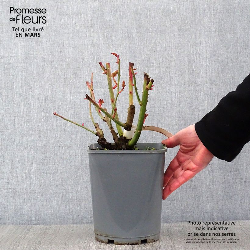 Spécimen de Rosier à fleurs groupées Alain Pot de 4L/5L tel que livré en hiver