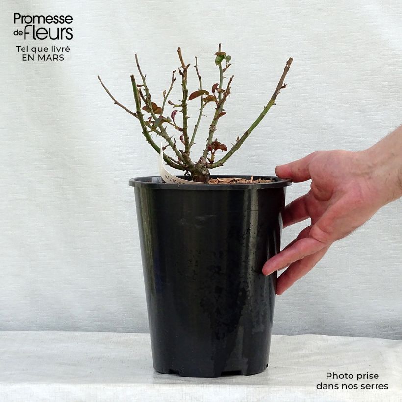 Spécimen de Rosier à fleurs groupées Amber Queen Pot de 2L/3L tel que livré en hiver