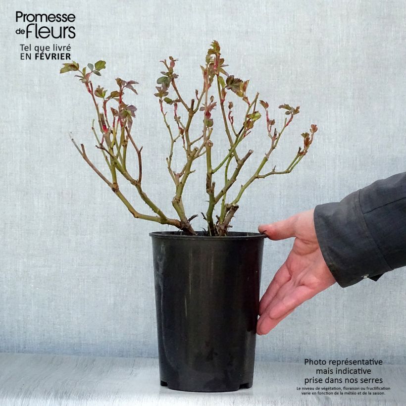 Spécimen de Rosier à fleurs groupées Bentheimer Gold Pot de 2L/3L tel que livré en hiver