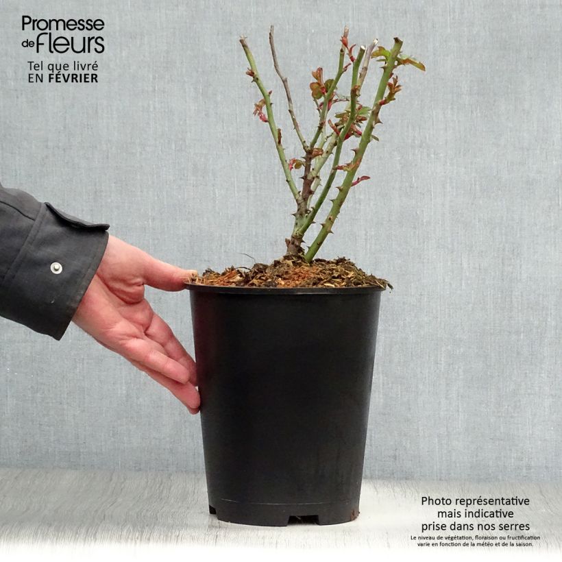 Spécimen de Rosier à fleurs groupées Berleburg Pot de 3L/4L tel que livré en hiver