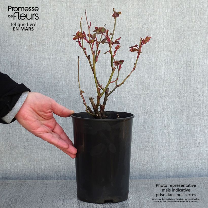 Spécimen de Rosier à fleurs groupées Bernstein Rose Pot de 2L/3L tel que livré en hiver
