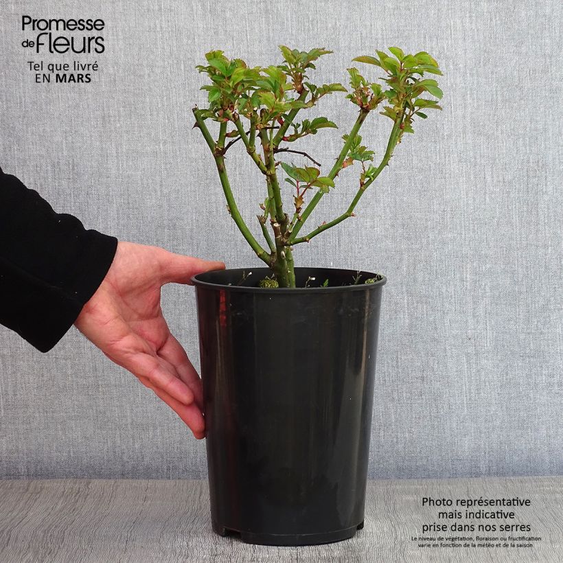 Spécimen de Rosier à fleurs groupées Bouquet Parfait Pot de 4L/5L tel que livré en hiver
