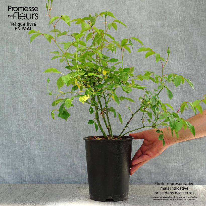 Spécimen de Rosier à fleurs groupées Burgundy Ice Pot de 2L/3L tel que livré au printemps