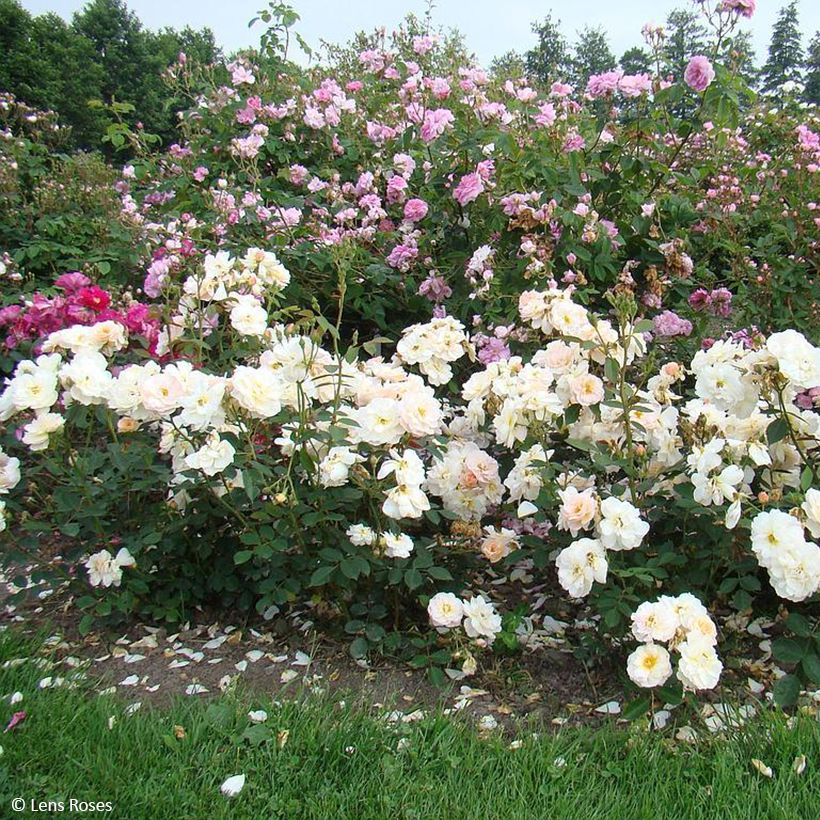 Rosier à fleurs groupées Comtesse André d'Oultremont (Port)