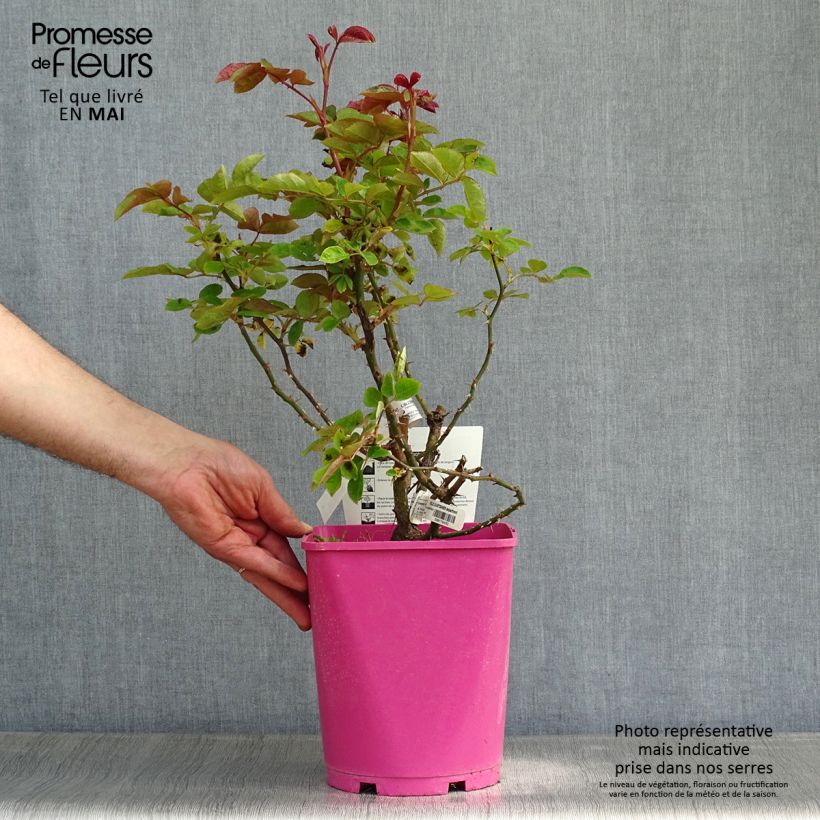Spécimen de Rosier à fleurs groupées Folle Courtisane Pot de 4L/5L tel que livré au printemps