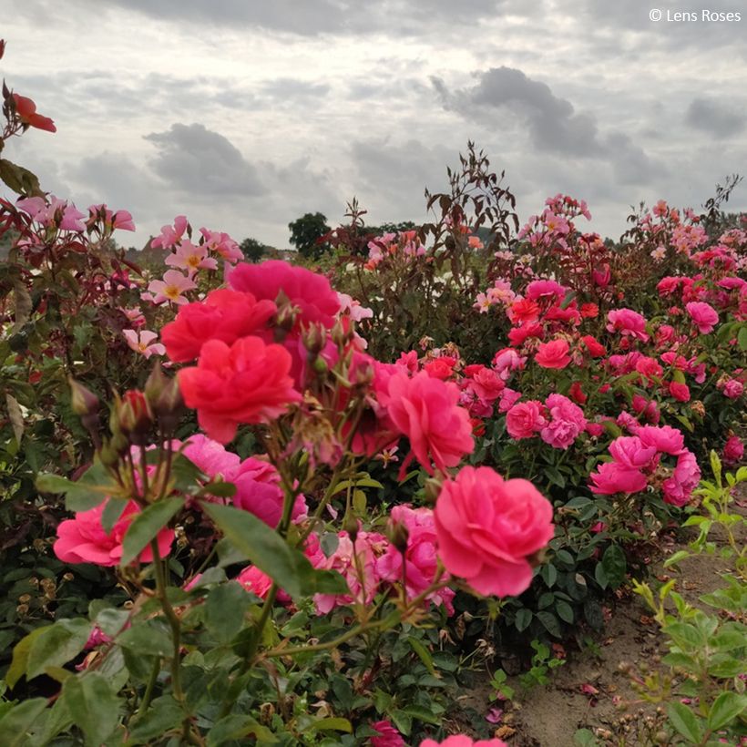 Rosier à fleurs groupées Folle Framboise (Port)