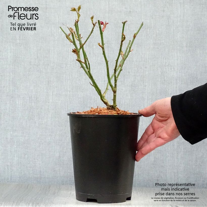 Spécimen de Rosier à fleurs groupées Garden of Roses - Joie de Vivre Pot de 4L/5L tel que livré en hiver