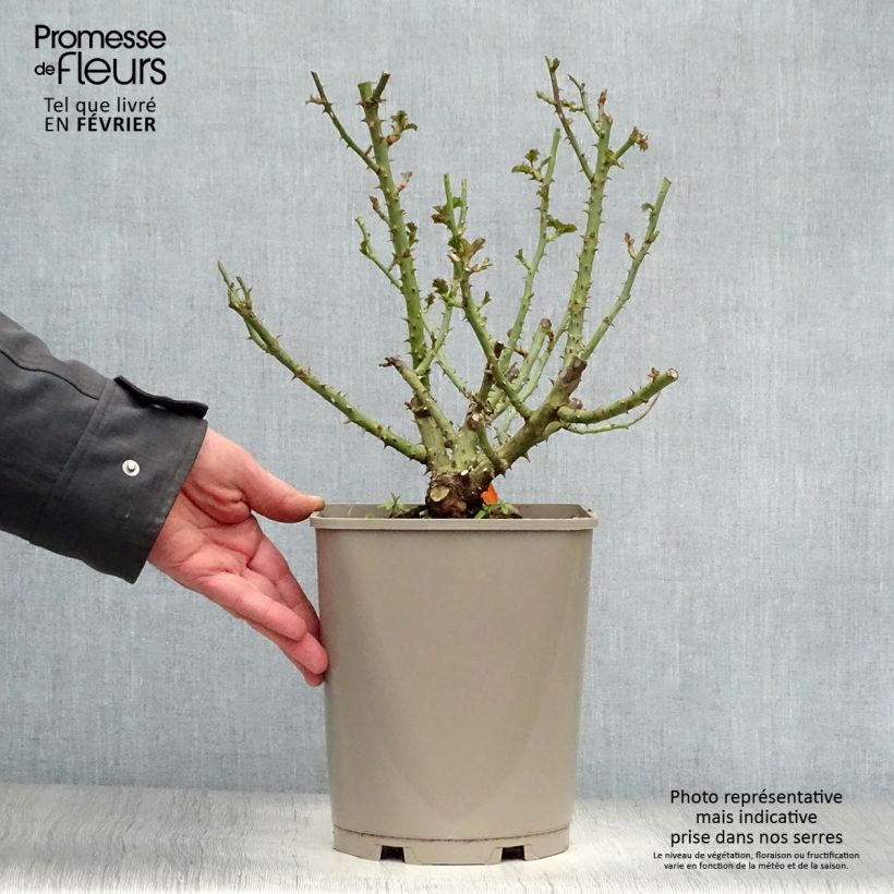 Spécimen de Rosier à fleurs groupées Leonardo da Vinci Pot de 4L/5L tel que livré en hiver