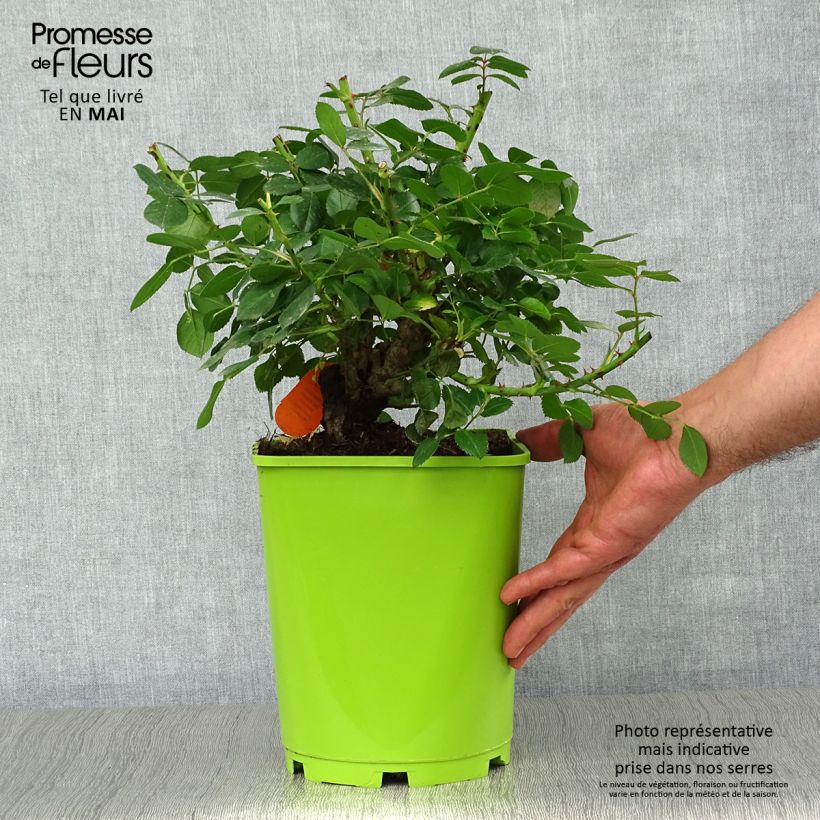 Spécimen de Rosier à fleurs groupées Leonardo da Vinci Pot de 4L/5L tel que livré au printemps