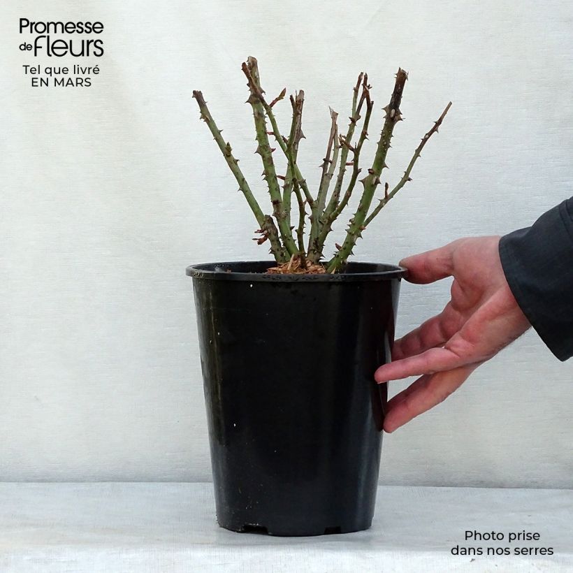 Spécimen de Rosier à fleurs groupées Lili Marleen Pot de 4L/5L tel que livré en hiver