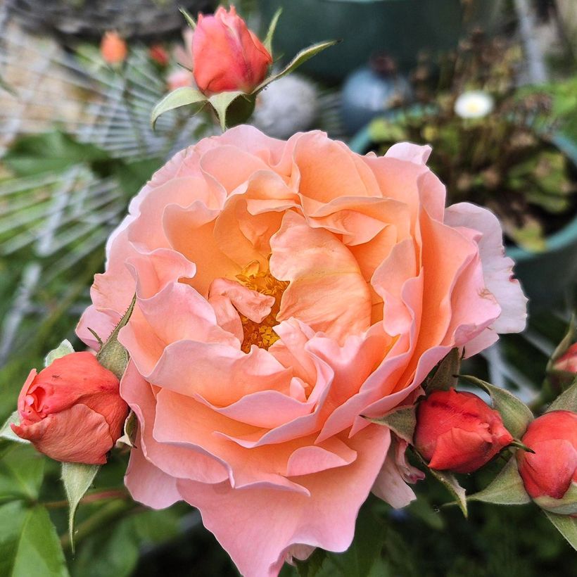 Rosier à fleurs groupées Marie Curie (Floraison)