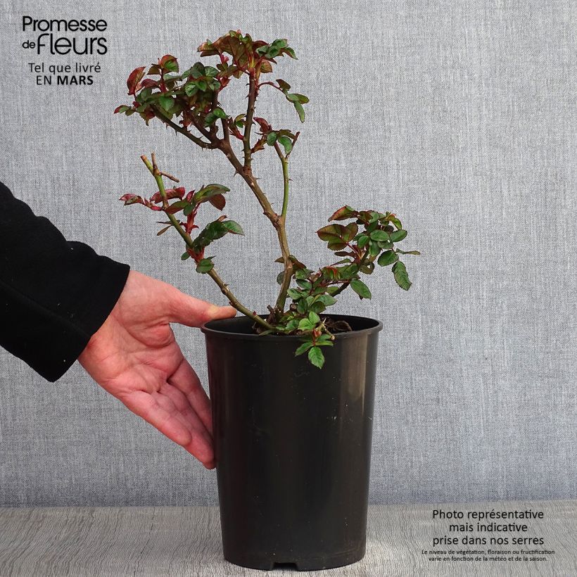 Spécimen de Rosier à fleurs groupées Marie Curie Pot de 2L/3L tel que livré en hiver