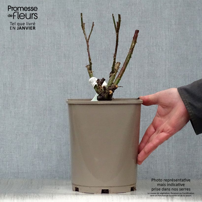 Spécimen de Rosier à fleurs groupées Martin des Senteurs Pot de 4L/5L tel que livré en hiver