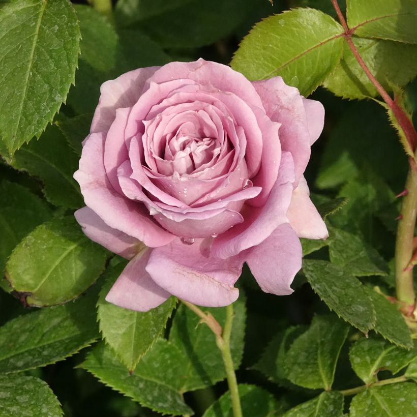Rosier à fleurs groupées Novalis (Floraison)