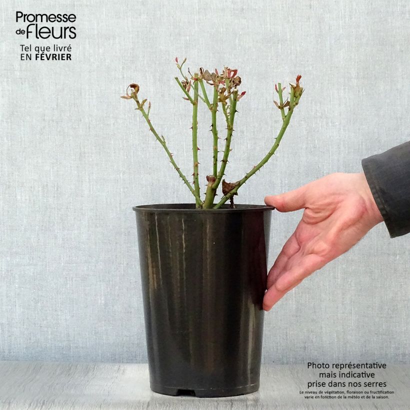 Spécimen de Rosier à fleurs groupées Novalis Pot de 4L/5L tel que livré en hiver