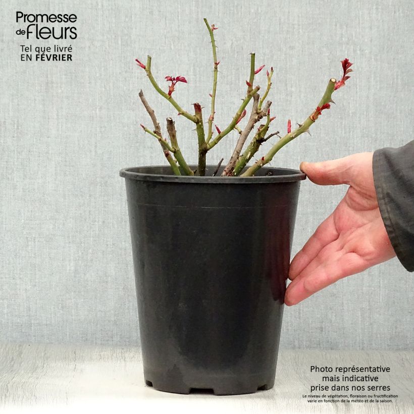 Spécimen de Rosier à fleurs groupées Oranges and Lemons Pot de 2L/3L tel que livré en hiver