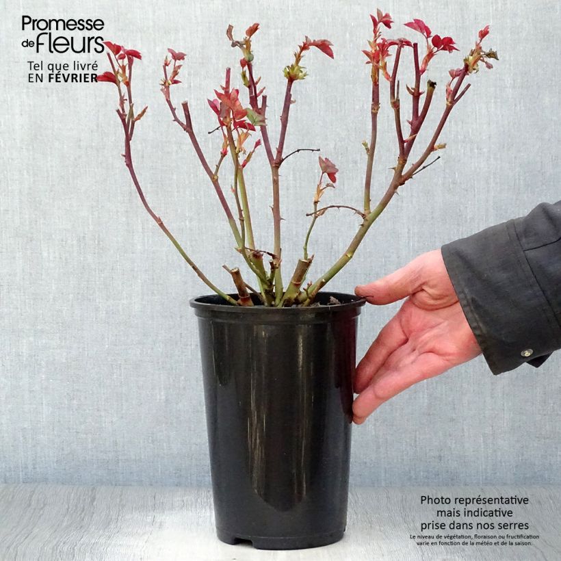 Spécimen de Rosier à fleurs groupées Pernille Poulsen Pot de 2L/3L tel que livré en hiver
