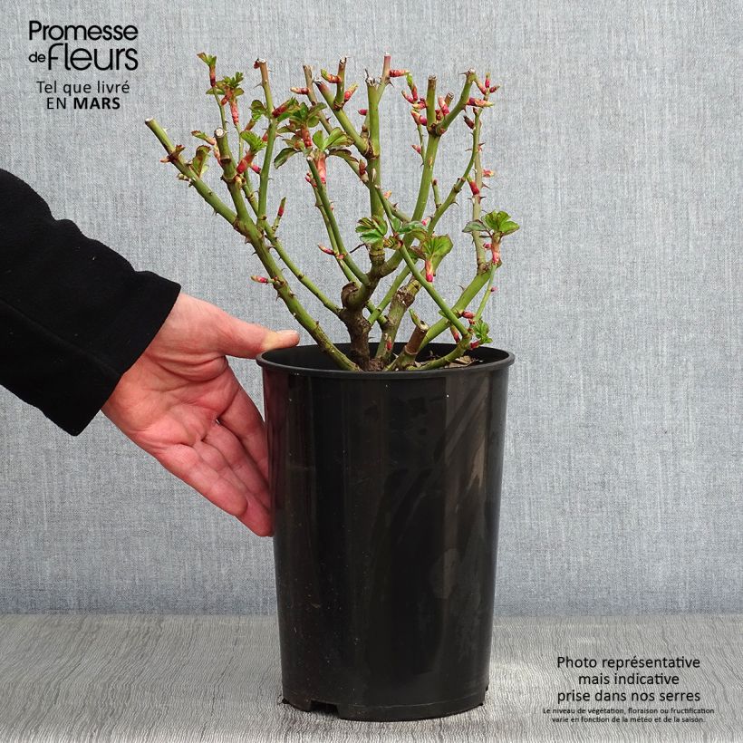 Spécimen de Rosier à fleurs groupées Pomponella Pot de 4L/5L tel que livré en hiver