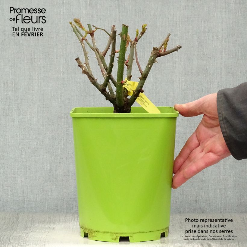 Spécimen de Rosier à fleurs groupées Rhapsody In Blue Pot de 4L/5L tel que livré en hiver