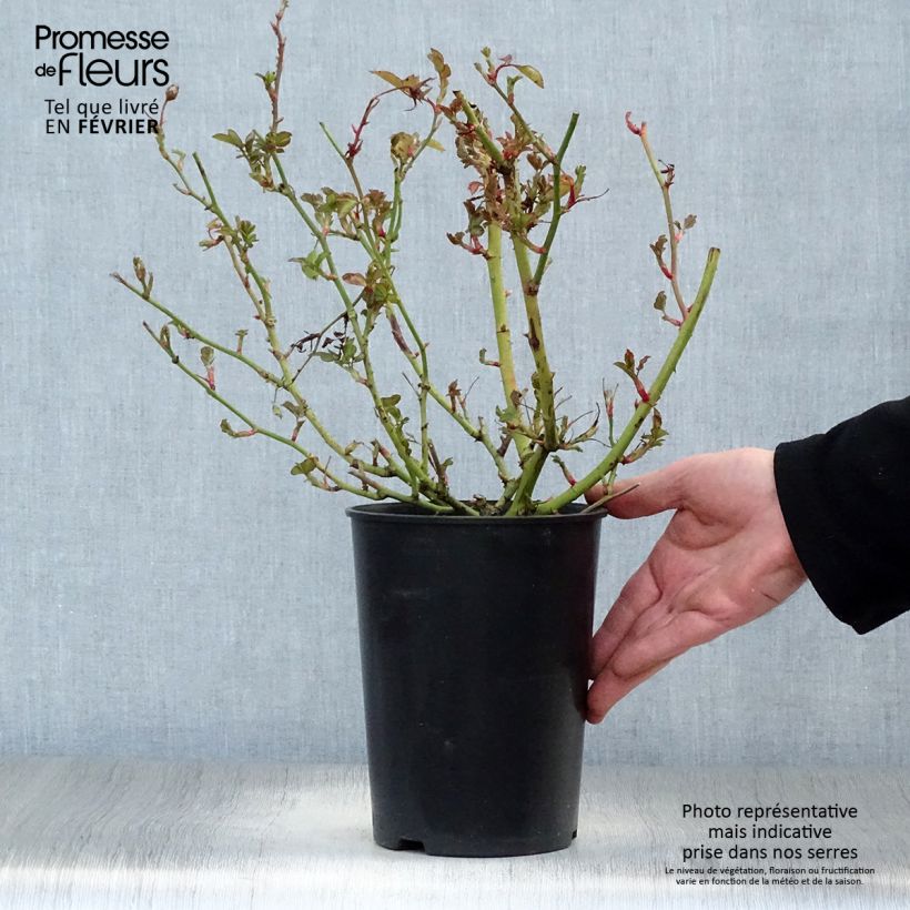 Spécimen de Rosier à fleurs groupées Schöne Koblenzerin Pot de 2L/3L tel que livré en hiver