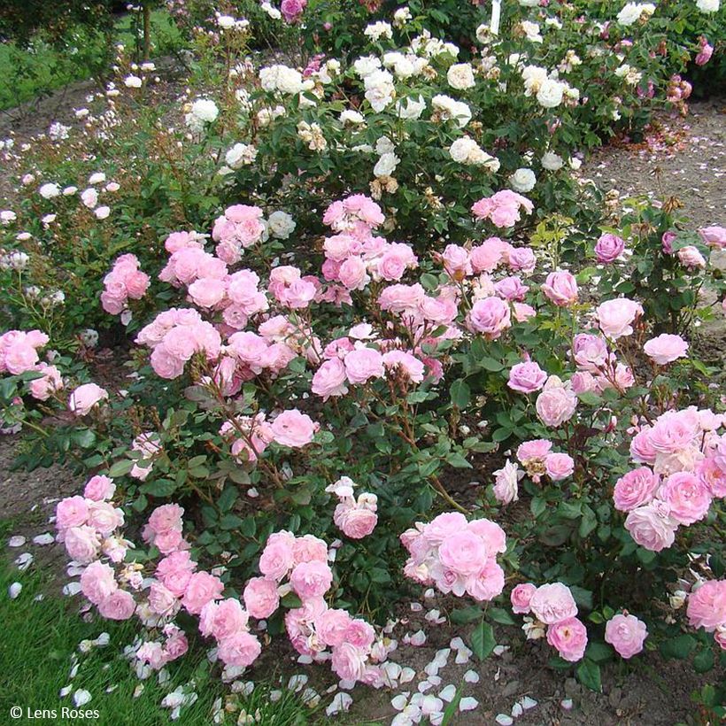 Rosier à fleurs groupées Sourire de Sylvie (Port)