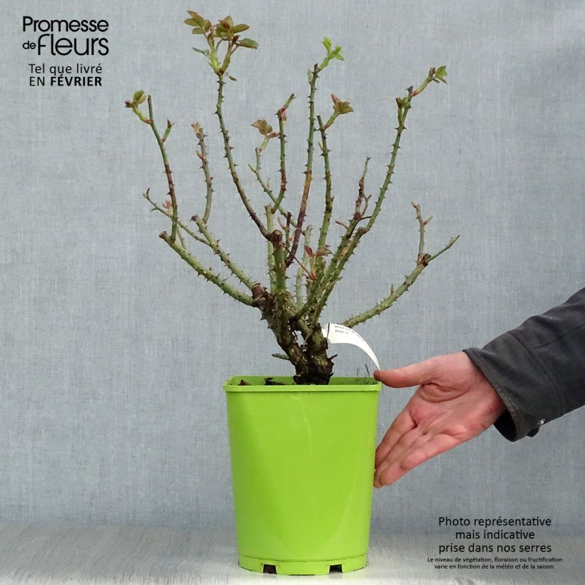 Spécimen de Rosier à fleurs groupées Sylvie Vartan Pot de 4L/5L tel que livré en hiver