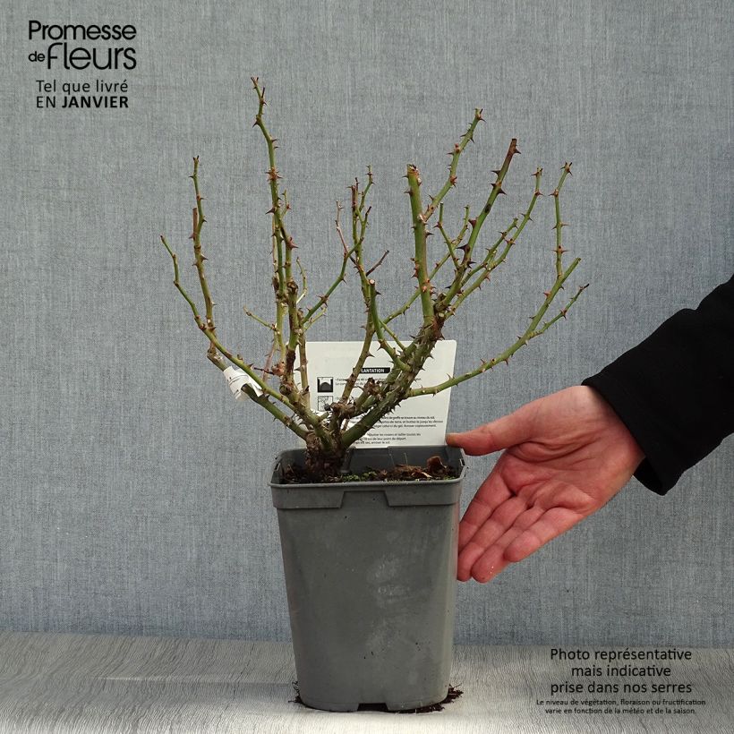 Spécimen de Rosier à fleurs groupées Utopia Pot de 3L/4L tel que livré en hiver