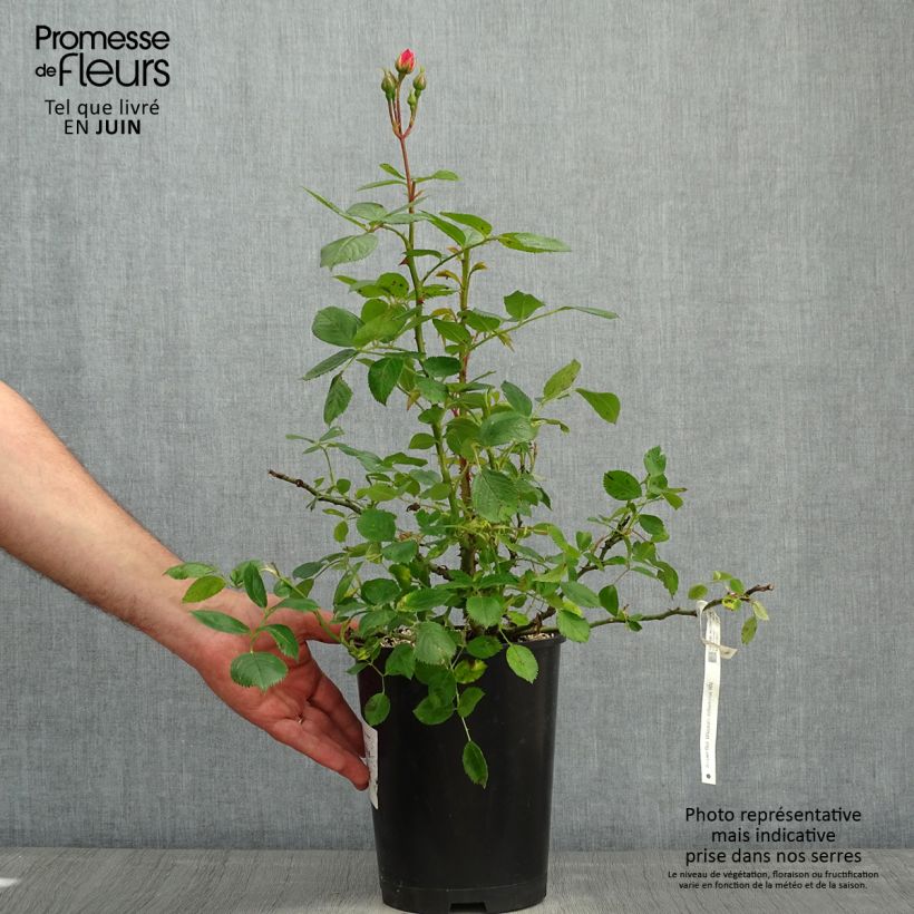 Spécimen de Rosier à fleurs groupées Utopia Pot de 3L/4L tel que livré au printemps