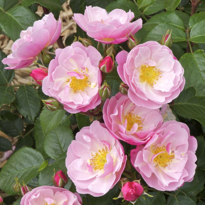 Rosier à fleurs groupées Utopia (Floraison)